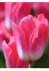 Тюльпан триумф "Мемфис" (Memphis) 3шт в упаковке (размер 12\+) Тюльпан триумф "Мемфис" (Memphis) 3шт в упаковке (размер 12\+)