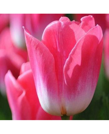 Тюльпан триумф "Мемфис" (Memphis) 3шт в упаковке (размер 12\+) Тюльпан триумф "Мемфис" (Memphis) 3шт в упаковке (размер 12\+)