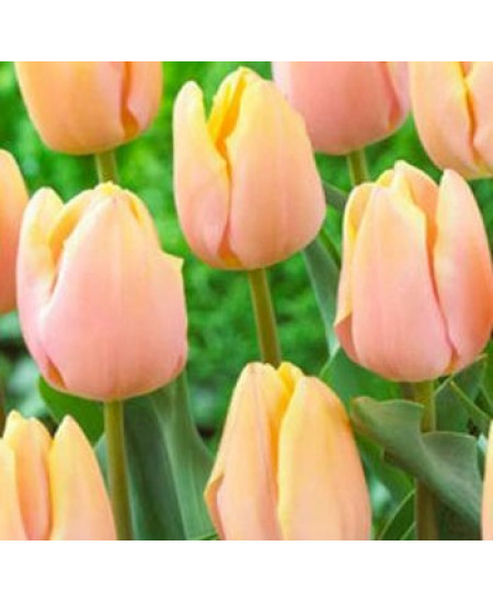 Тюльпан триумф "Манго Шарм" (Mango Charm) 3шт в упаковке (размер 12\+) Тюльпан триумф "Манго Шарм" (Mango Charm) 3шт в упаковке (размер 12\+)