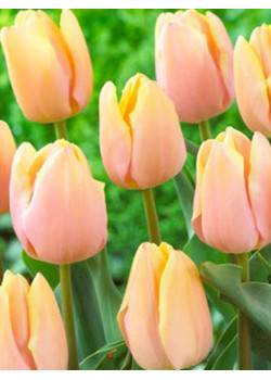 Тюльпан триумф "Манго Шарм" (Mango Charm) 3шт в упаковке (размер 12\+)