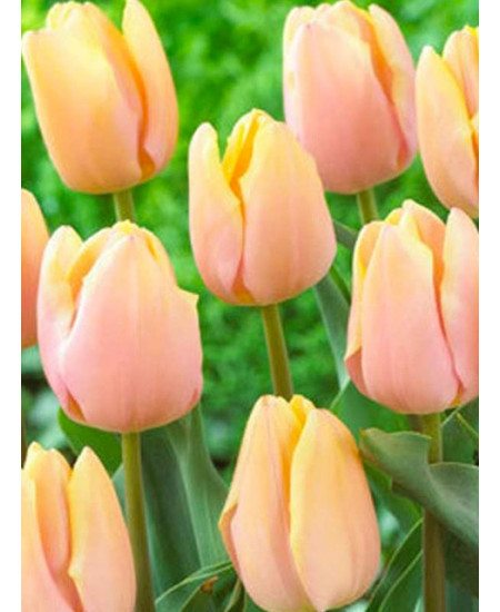 Тюльпан триумф "Манго Шарм" (Mango Charm) 3шт в упаковке (размер 12\+) Тюльпан триумф "Манго Шарм" (Mango Charm) 3шт в упаковке (размер 12\+)