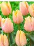 Тюльпан триумф "Манго Шарм" (Mango Charm) 3шт в упаковке (размер 12\+) Тюльпан триумф "Манго Шарм" (Mango Charm) 3шт в упаковке (размер 12\+)