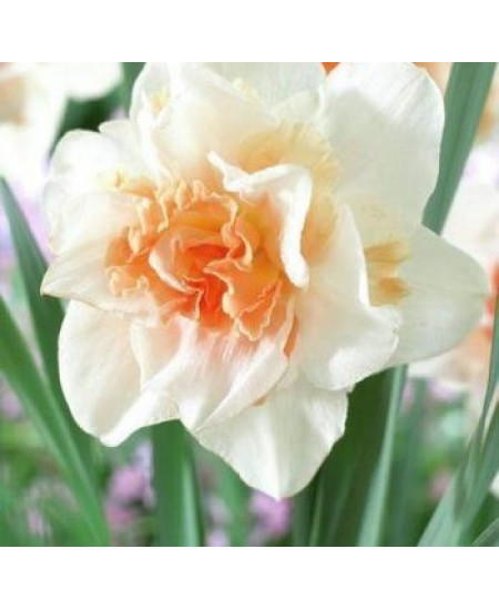 Нарцисс "Replete" 3шт в упаковке Нарцисс "Replete" 3шт в упаковке