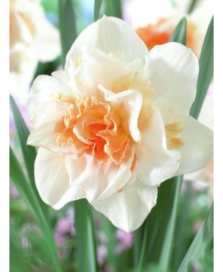 Нарцисс "Replete" 3шт в упаковке Нарцисс "Replete" 3шт в упаковке