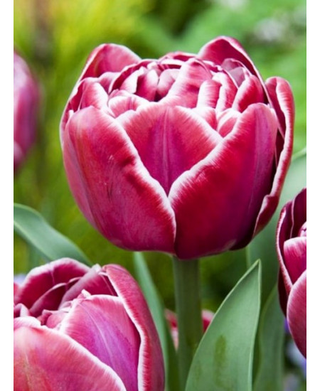 Тюльпан махровый поздний "Дрим Тач" (Dream Touch) 3шт в упаковке (размер 11\+) Тюльпан махровый поздний "Дрим Тач" (Dream Touch) 3шт в упаковке (размер 11\+)