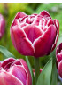 Тюльпан махровый поздний "Дрим Тач" (Dream Touch) 3шт в упаковке (размер 11\+) Тюльпан махровый поздний "Дрим Тач" (Dream Touch) 3шт в упаковке (размер 11\+)