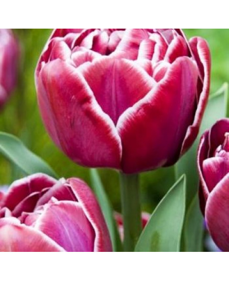 Тюльпан махровый поздний "Дрим Тач" (Dream Touch) 3шт в упаковке (размер 11\+) Тюльпан махровый поздний "Дрим Тач" (Dream Touch) 3шт в упаковке (размер 11\+)