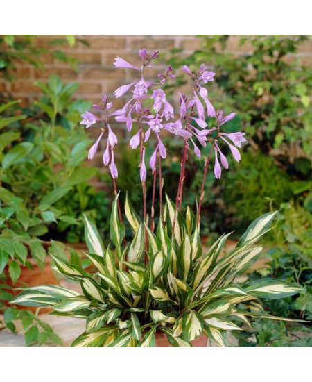 Хоста гибридная Черри Берри Хоста гибридная Черри Берри