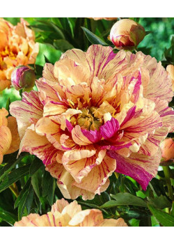 Пион Лоллипоп