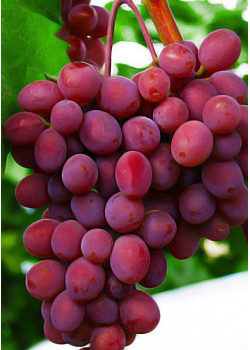 Виноград Запорожский