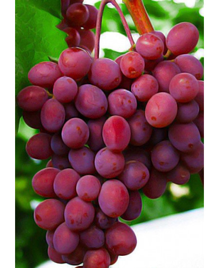 Виноград Запорожский Виноград Запорожский