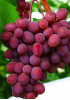 Виноград Запорожский Виноград Запорожский