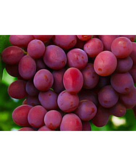 Виноград Запорожский Виноград Запорожский