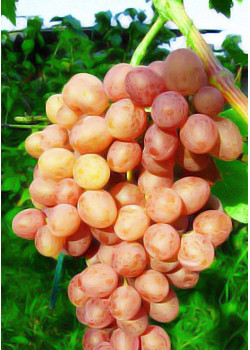 Виноград Находка