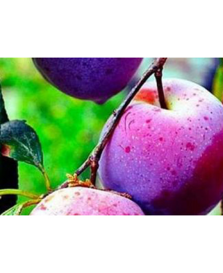 Слива Ренклод Харитоновой Слива Ренклод Харитоновой