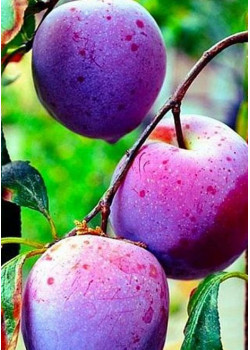 Слива Ренклод Харитоновой