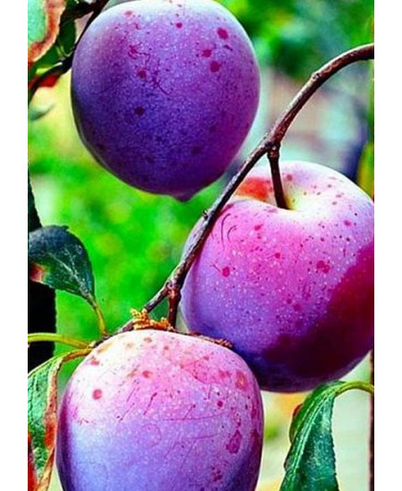 Слива Ренклод Харитоновой Слива Ренклод Харитоновой