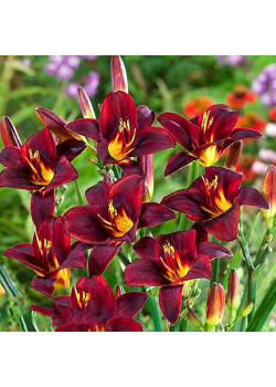 Лилейник Чоколат Кэнди