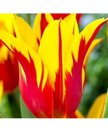 Тюльпан лилиецветный "Файер Вингс" (Fire Wings) 3шт в упаковке (размер 11/+) Тюльпан лилиецветный "Файер Вингс" (Fire Wings) 3шт в упаковке (размер 11/+)