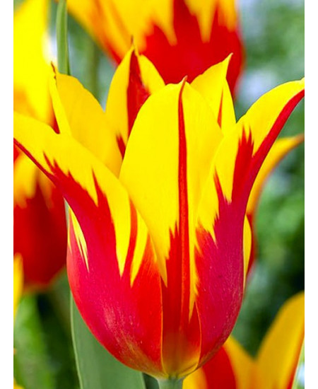 Тюльпан лилиецветный "Файер Вингс" (Fire Wings) 3шт в упаковке (размер 11/+) Тюльпан лилиецветный "Файер Вингс" (Fire Wings) 3шт в упаковке (размер 11/+)