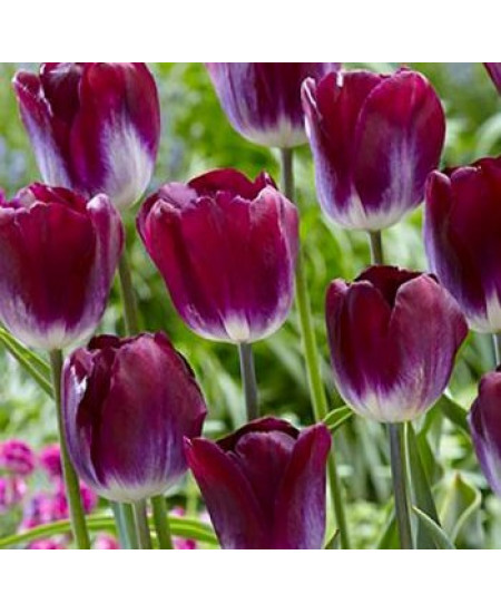 Тюльпан триумф "Канзас Прауд" (Kansas Proud) 3шт в упаковке (размер 12\+) Тюльпан триумф "Канзас Прауд" (Kansas Proud) 3шт в упаковке (размер 12\+)