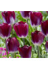 Тюльпан триумф "Канзас Прауд" (Kansas Proud) 3шт в упаковке (размер 12\+) Тюльпан триумф "Канзас Прауд" (Kansas Proud) 3шт в упаковке (размер 12\+)