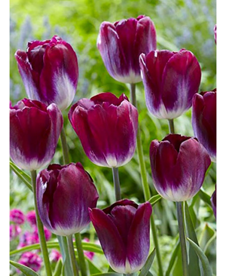 Тюльпан триумф "Канзас Прауд" (Kansas Proud) 3шт в упаковке (размер 12\+) Тюльпан триумф "Канзас Прауд" (Kansas Proud) 3шт в упаковке (размер 12\+)