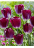 Тюльпан триумф "Канзас Прауд" (Kansas Proud) 3шт в упаковке (размер 12\+) Тюльпан триумф "Канзас Прауд" (Kansas Proud) 3шт в упаковке (размер 12\+)