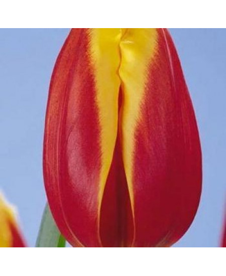 Тюльпан "Nashville" 3шт в упаковке Тюльпан "Nashville" 3шт в упаковке