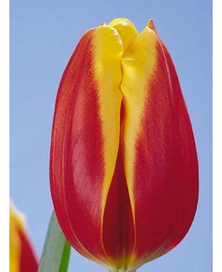 Тюльпан "Nashville" 3шт в упаковке Тюльпан "Nashville" 3шт в упаковке