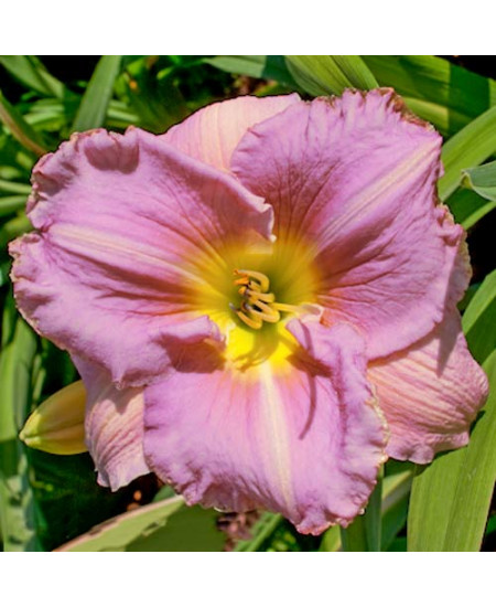 Лилейник Биг Блю Лилейник Биг Блю