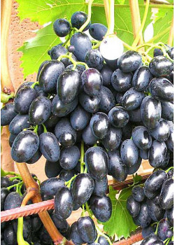 Виноград Велико