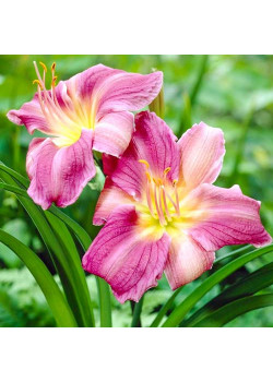 Лилейник Прейри Блю Айз