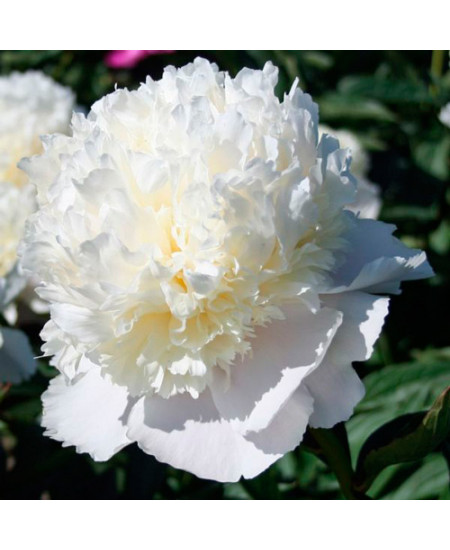 Пион Уайт Пион Уайт