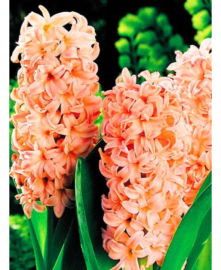 Гиацинт садовый "Беллевью" (Bellevue) 3шт в упаковке (размер 15/16) Гиацинт садовый "Беллевью" (Bellevue) 3шт в упаковке (размер 15/16)