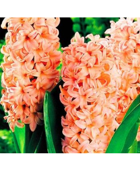 Гиацинт садовый "Беллевью" (Bellevue) 3шт в упаковке (размер 15/16) Гиацинт садовый "Беллевью" (Bellevue) 3шт в упаковке (размер 15/16)