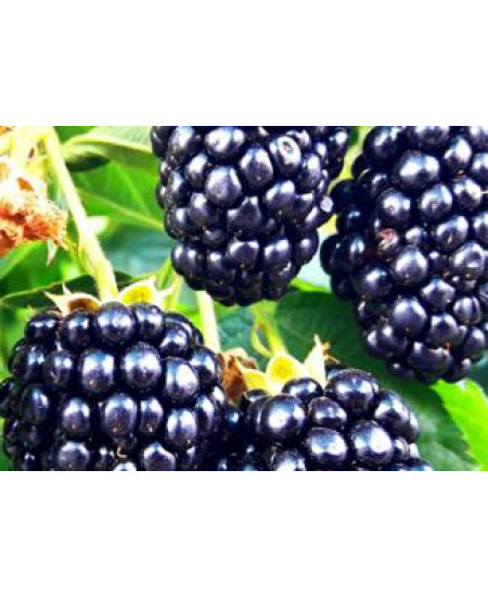 Ежевика Агавам Ежевика Агавам