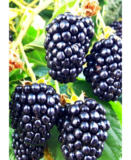 Ежевика Агавам Ежевика Агавам