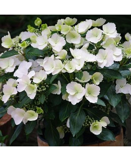 ГОРТЕНЗИЯ КРУПНОЛИСТНАЯ СБЕЖАВШАЯ НЕВЕСТА ГОРТЕНЗИЯ КРУПНОЛИСТНАЯ СБЕЖАВШАЯ НЕВЕСТА