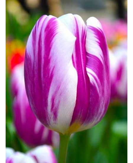 Тюльпан триумф "Флеминг Флаг" (Flaming Flag) 3шт в упаковке (размер 11\12) Тюльпан триумф "Флеминг Флаг" (Flaming Flag) 3шт в упаковке (размер 11\12)