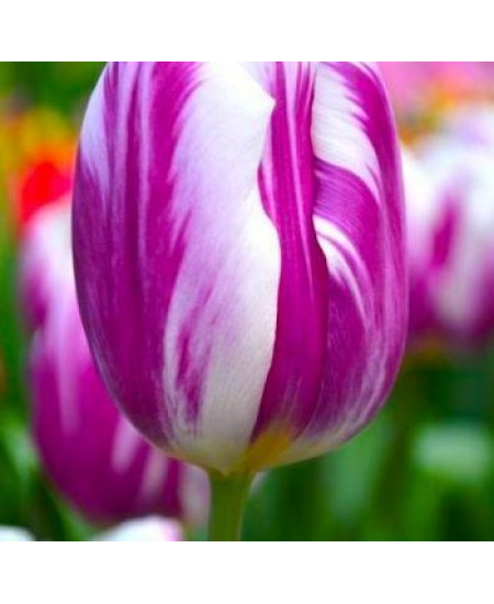 Тюльпан триумф "Флеминг Флаг" (Flaming Flag) 3шт в упаковке (размер 11\12) Тюльпан триумф "Флеминг Флаг" (Flaming Flag) 3шт в упаковке (размер 11\12)