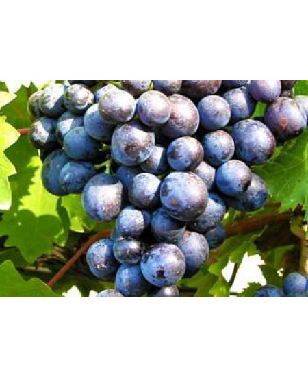 Виноград Сканворд Виноград Сканворд