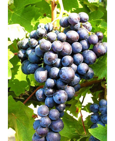 Виноград Сканворд Виноград Сканворд