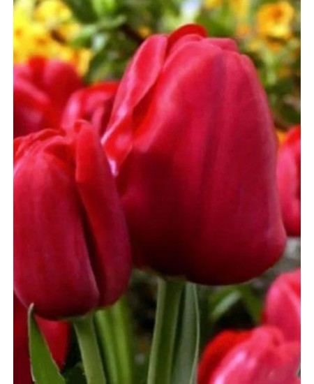 Тюльпан "Silhouette Bouquet" 3шт в упаковке Тюльпан "Silhouette Bouquet" 3шт в упаковке