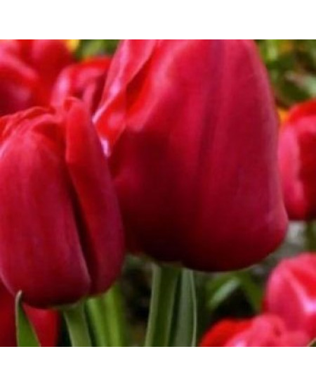 Тюльпан "Silhouette Bouquet" 3шт в упаковке Тюльпан "Silhouette Bouquet" 3шт в упаковке