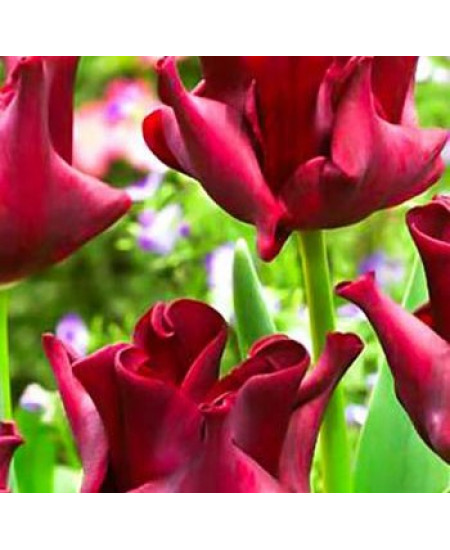 Тюльпан триумф "Ред Дресс" (Red Dress) 3шт в упаковке (размер 12\+) Тюльпан триумф "Ред Дресс" (Red Dress) 3шт в упаковке (размер 12\+)