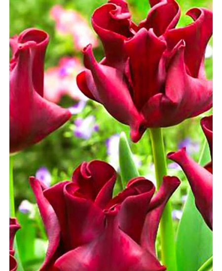 Тюльпан триумф "Ред Дресс" (Red Dress) 3шт в упаковке (размер 12\+) Тюльпан триумф "Ред Дресс" (Red Dress) 3шт в упаковке (размер 12\+)