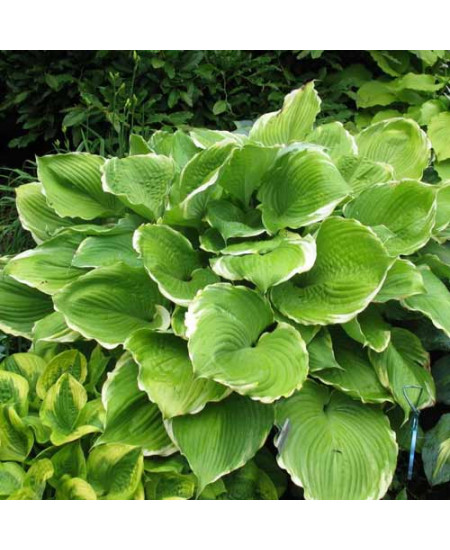 Хоста Винтер Сноу Хоста Винтер Сноу