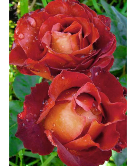 Роза чайно-гибридная Шакира Роза чайно-гибридная Шакира