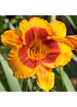 Лилейник Тайгер